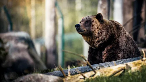 Panică în Harghita! O ursoaică cu trei pui a intrat în casa unei bătrâne