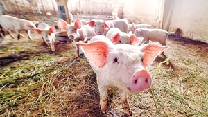 Cât costă, de fapt, să crești un porc în România, acum, în 2023. Acesta este calculul complet