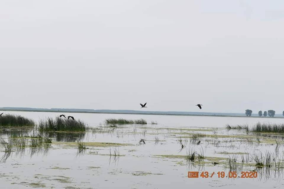 Berzele negre și-au făcut apariția pe lacul Bistreț din Dolj