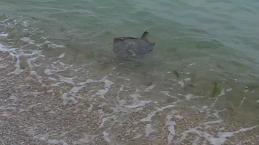 Apatitie neasteptata pe malul Marii Negre! Ce au putut sa vada turistii pe plaja: Parca e o pisica..