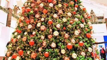 Bradul de Crăciun, un moft? Vezi cât costă şi ce reguli trebui să respecţi pentru a rezista cât mai mult timp