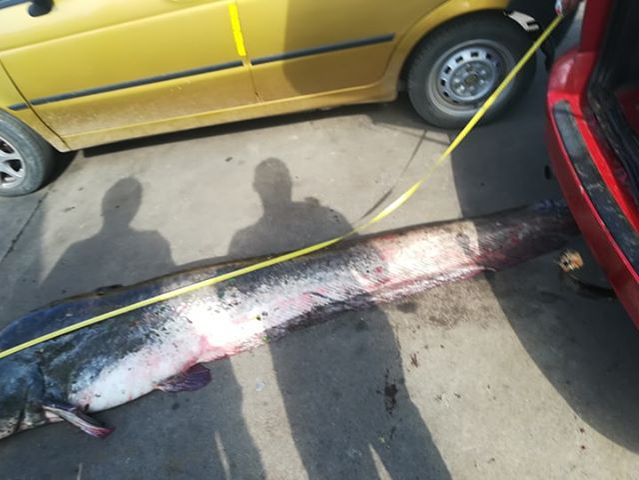 Asta da lovitură! Un pescar din Satu Mare a prins un somn de 75 de kg! Unde l-a expus + Povestea de necrezut VIDEO