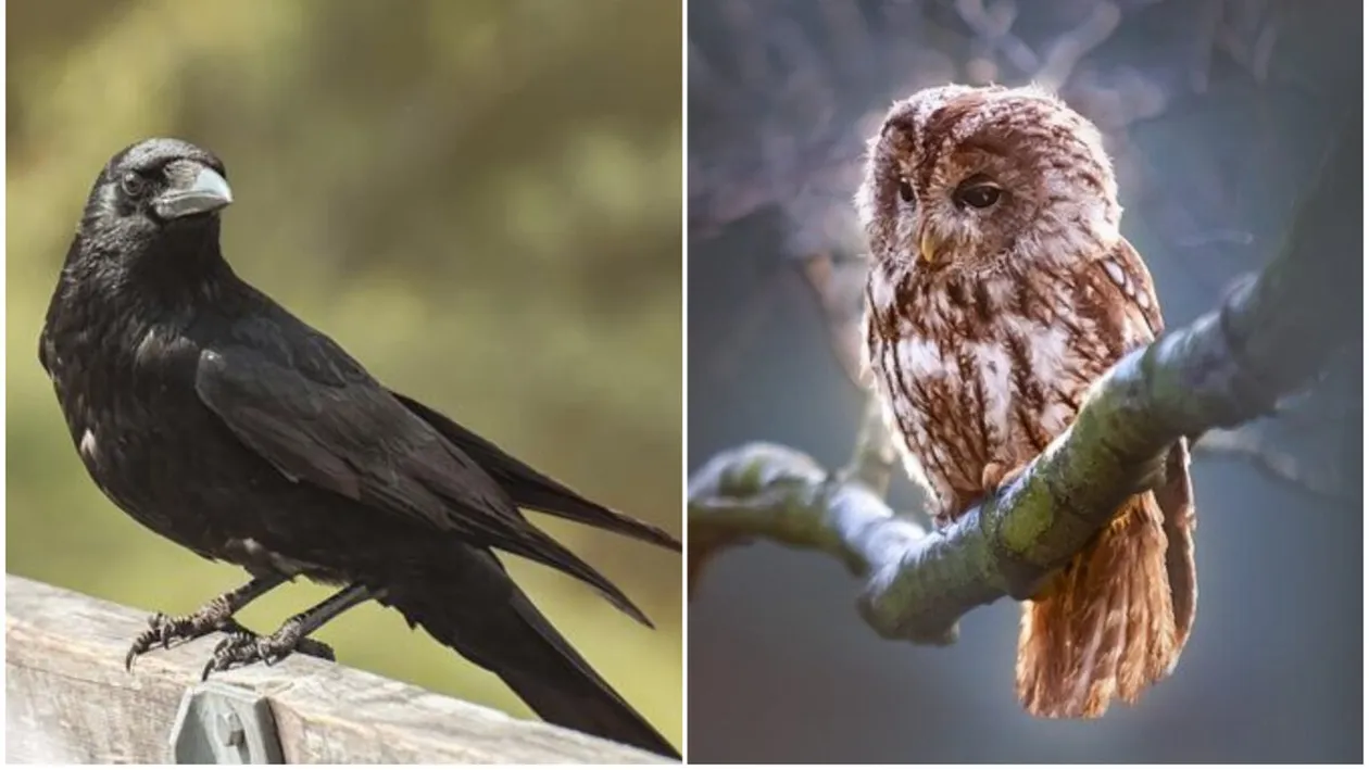 Zodiacul păsărilor sacre. Eşti Corb sau Bufniţă? Calculează-ţi semnul din acest horoscop inedit şi află ce spune despre tine