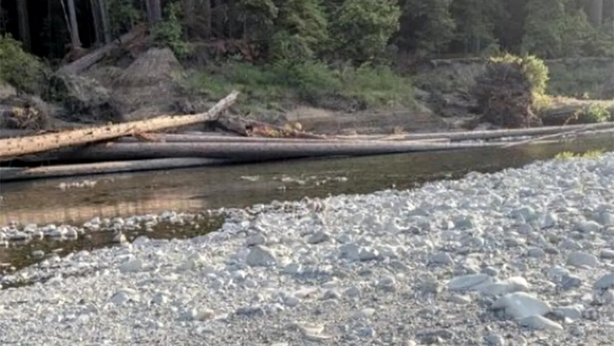 Iluzie optică virală | În doar 9 secunde, găsiți câinele ascuns în această fotografie