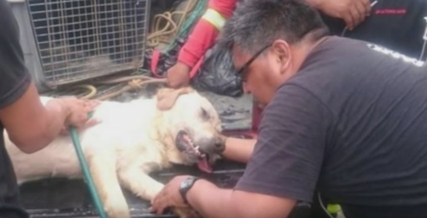 EMOŢIONANT. Un câine care a salvat şapte oameni de sub dărâmături, în urma cutremurului din Ecuador, a murit de epuizare