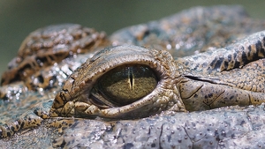 Noroc chior pentru un australian de 65 de ani. A mușcat de pleoapă un crocodil care îl atacase. Ce a urmat