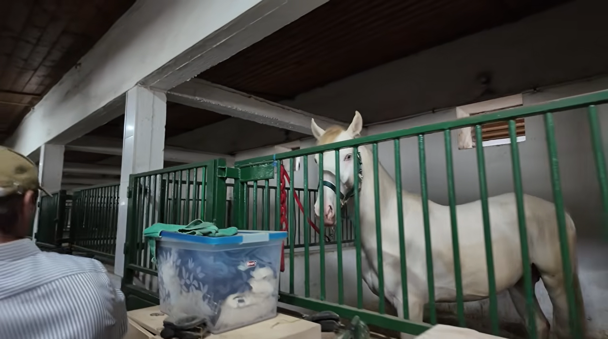 Acasă la Nuțu Cămătaru. Cum arată domeniul de 5 hectare din Rahova? Specii inedite de animale și cea mai mare piscină din București