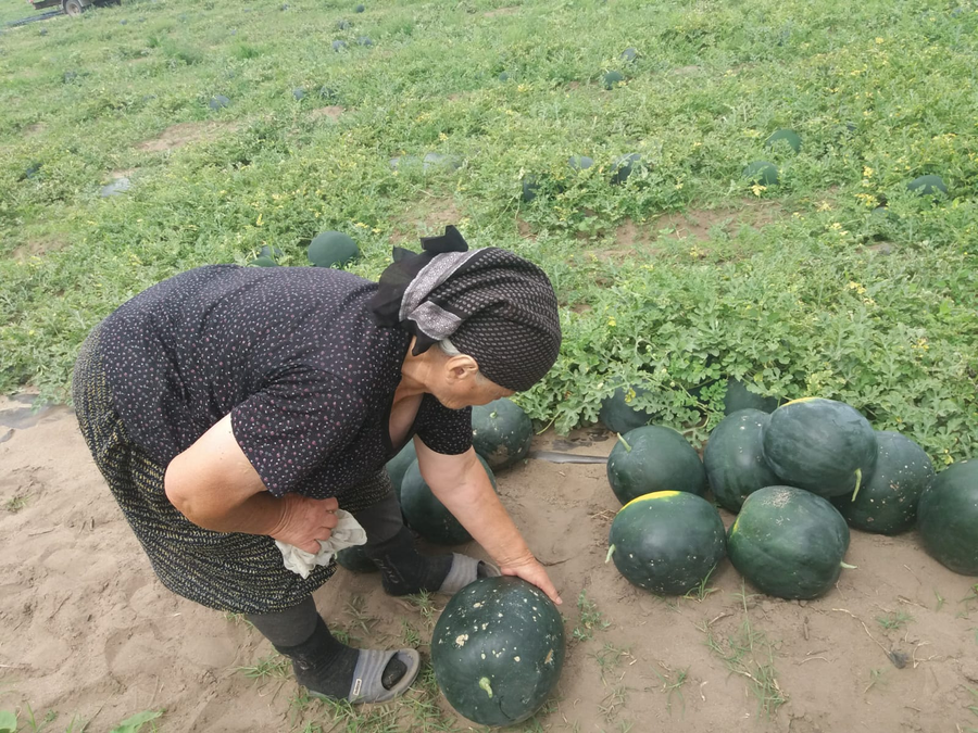 Și pepenii rămași au urme de la grindină