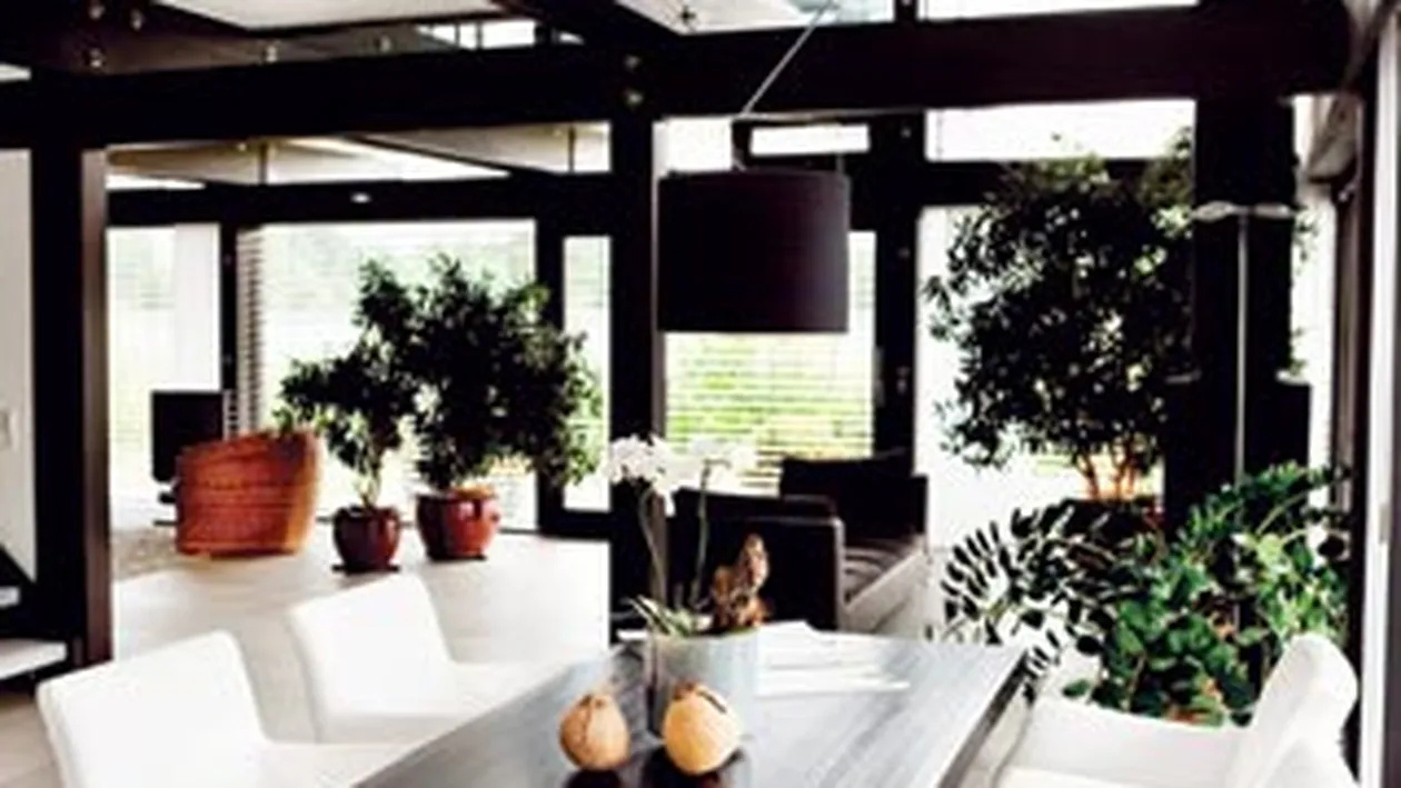 Cum sa purificam aerul din locuinta. Ce plante decorative sunt utile in apartament