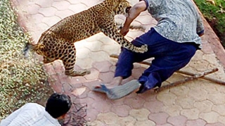 SOC LA ZOO! Un baiat a fost atacat de un leopard!
