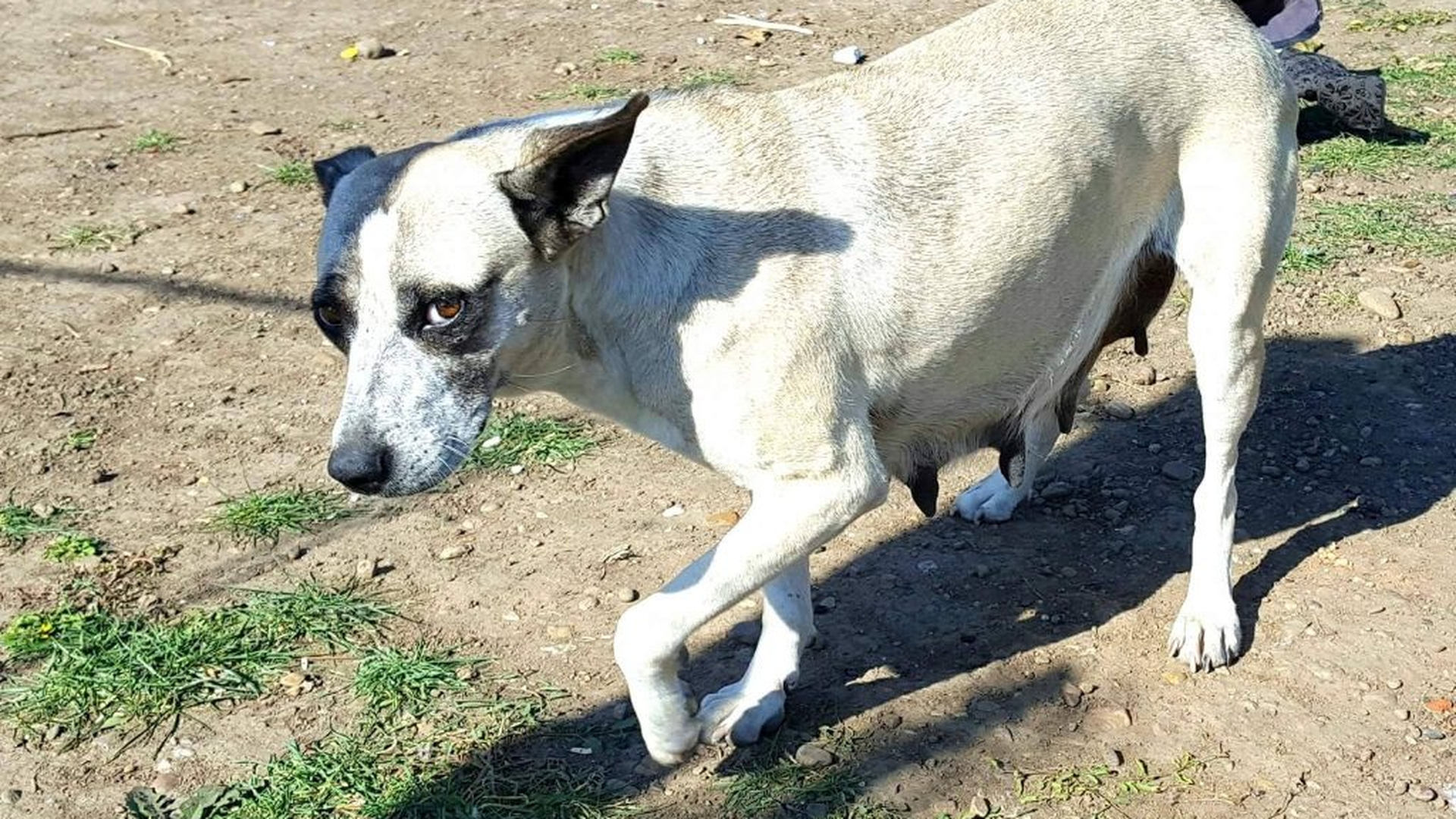 Zeci de oameni vor să adopte cățelușa care a încălzit copilul dispărut din Rast, Dolj