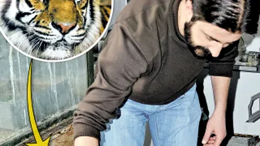 Felina de la Sibiu e material didactic la Cluj! N-au mai incinerat tigroaica, au fiert-o!