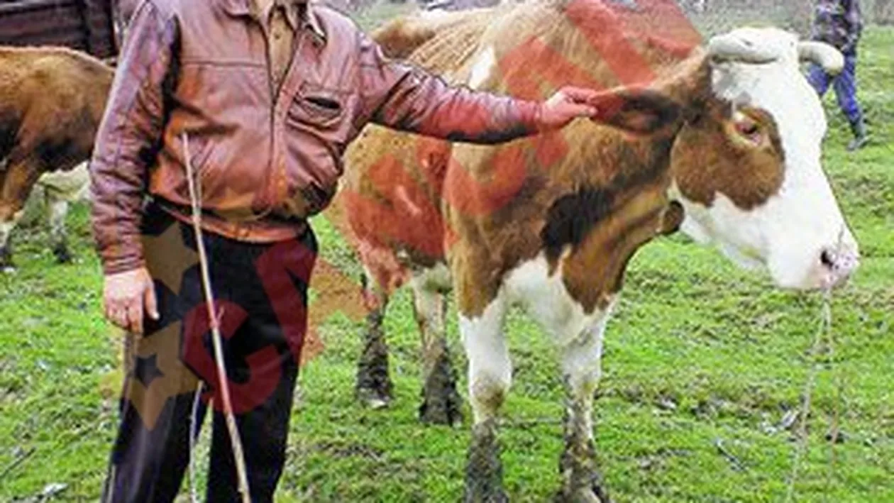 Vaca Veronica e star de cinema