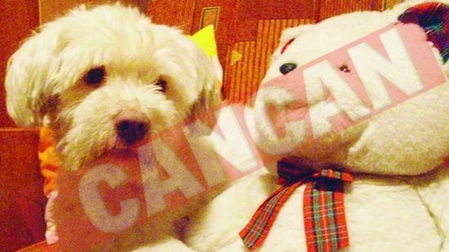 Ei sunt Lola, Bibi si Dixie!