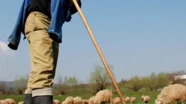 Un cioban din Neamț salvat în timpul unei viituri a murit a doua zi pe o păşune