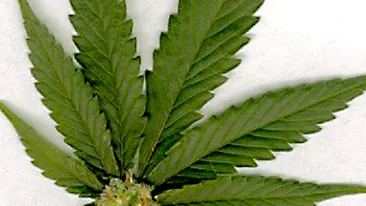Jumatate din populatia Americii vrea sa fie legalizata marijuana