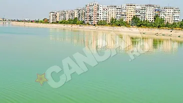 Moartea pasarilor de pe Lacul Morii ramane un mister! Nu apa ucide pescarusii