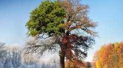 Vremea, ca o cutie cu surprize! Până vineri va fi cald, dar in weekend se intorc ninsorile. Vezi prognoza din această săptămână