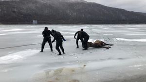 Imagini tulburătoare! Pompierii încearcă să salveze un cerb căzut într-un lac înghețat din Brașov! VIDEO