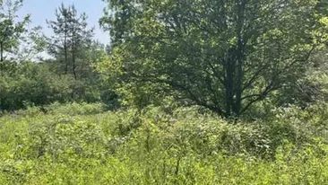 Iluzie optică virală | Aflați unde se ascunde cerbul în pădure!