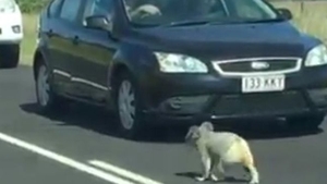 Motivul adorabil pentru traficul dificil din Australia? Un urs koala, desigur! 