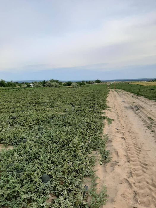 Vești proaste de la cultivatorii din Dolj! Ce s-a întâmplat cu celebrii pepeni de Dăbuleni