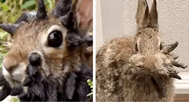 Iepurii care i-au speriat pe cercetători! De ce au excrescențe pe cap sub formă de coarne