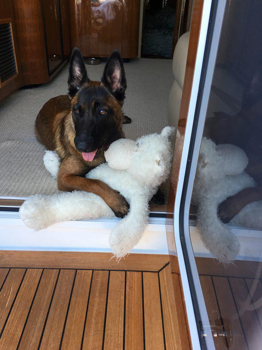 EMOŢIONANT! Un câine a înotat 10 kilometri şi a mers alţi 20 pentru a se întoarce la stăpânii săi