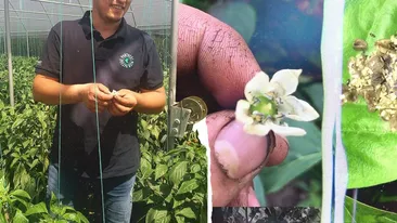 Bătălia gândacilor. Cum asmut fermierii din Dolj prădătorii împotriva dăunătorilor