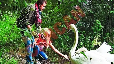 O lebada s-a dat la Bote