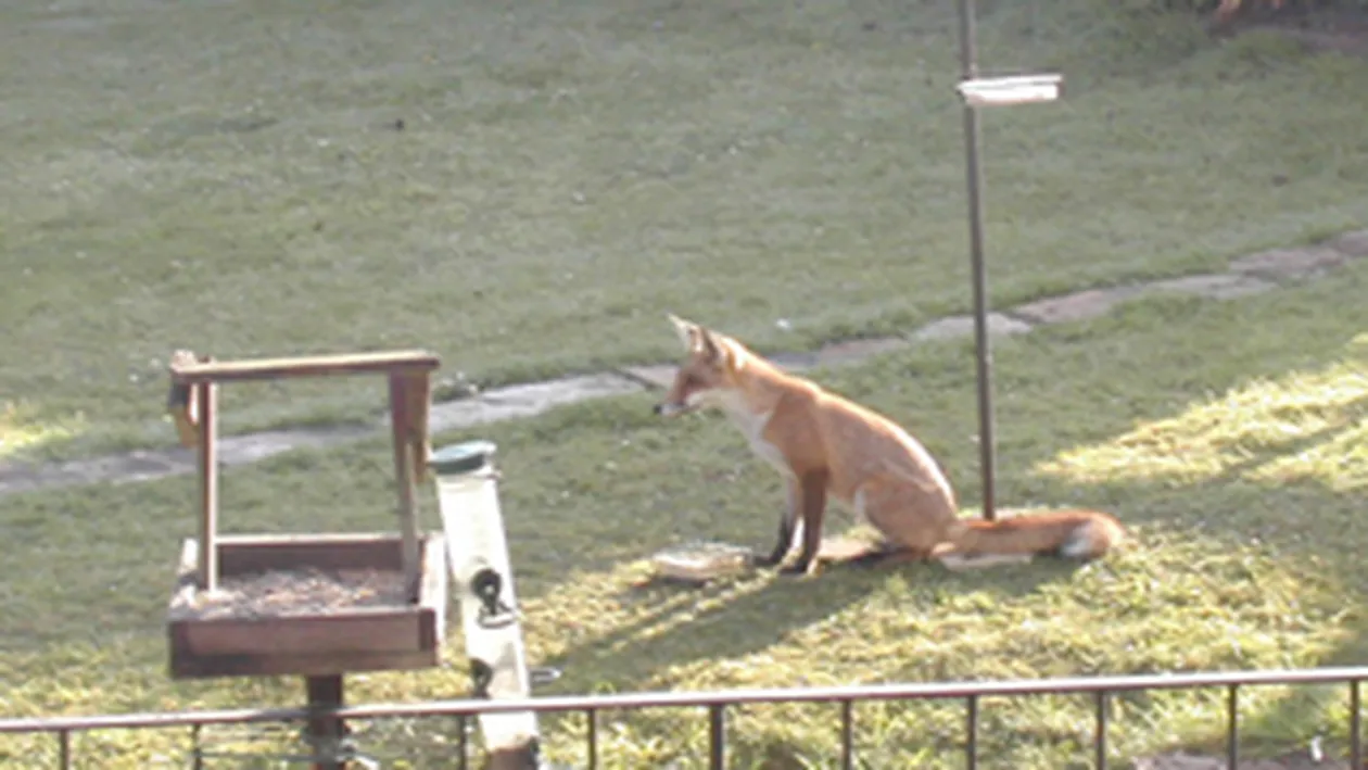 O vulpe a furat mancarea unor pasari