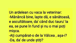BANC | Un ardelean duce vaca la veterinar