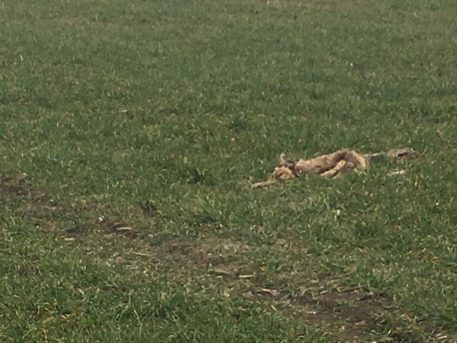 Caprioarele au murit după ce au mâncat otrava de șoareci lăsată pe câmp