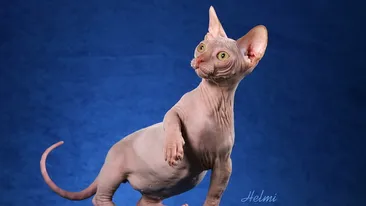 Razvan Ciobanu este la un pas de depresie! Vezi ce tragedie a avut loc in casa designerului si cum suporta el situatia!