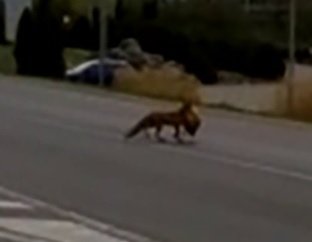 Vulpe care a furat o găină, filmată de poliția din Baia Mare. “Infracțiune flagrantă de furt calificat!” Ce altă regulă a mai “încălcat” animalul VIDEO