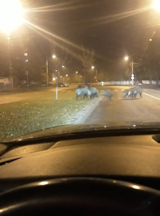Șapte mistreți au ieșit la plimbare pe străzile unui cartier din Craiova