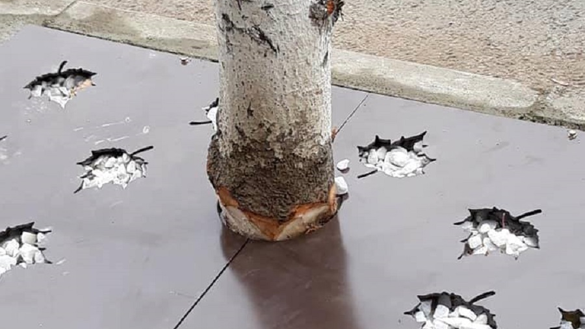 Se întâmplă la Slatina! Muncitorii au cioplit copacii din centru pentru decor