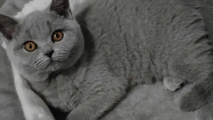 Prețul animalelor de companie e explodat în România. Cu cât se vinde pe OLX o pisică British Shorthair