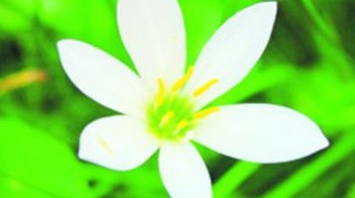 In India, regina florilor aduce dragostea
