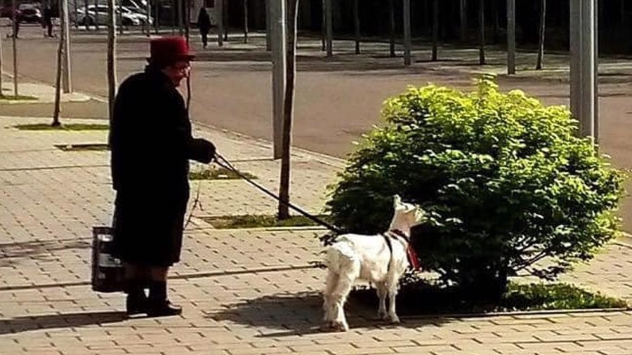 Un bărbat din Iași a avut parte de o întâlnire-surpriză în timpul stării de urgență: ”Uite o nebună care și-a luat...”