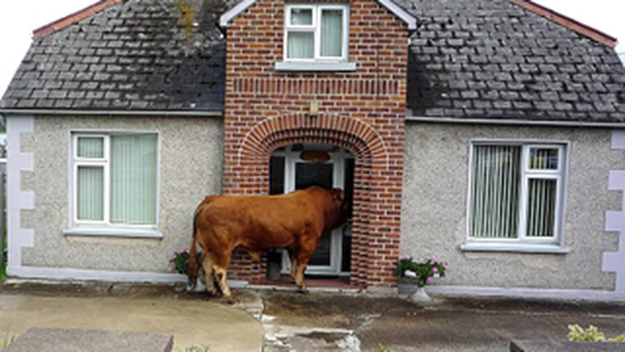 S-a uitat... ca boul la poarta noua