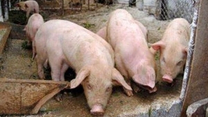 Numărul focarelor de pestă porcină a crescut de la 192 în urmă cu două săptămâni la 416