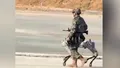 Exerciţii militare cu câini-roboţi progamaţi de chinezi să ucidă