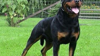 VIDEO Atac aproape fatal al unui rottweiler asupra unei fetite!