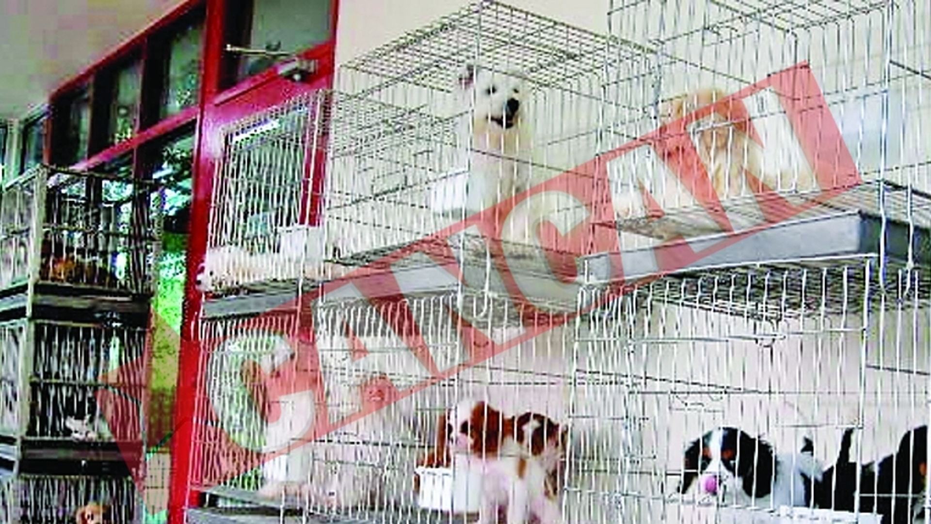 Catei stricati, de vanzare la supermarket