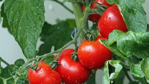 Top 4 îngrășăminte naturale. Coji de banane și cenușă pentru a avea o recoltă bio de roșii