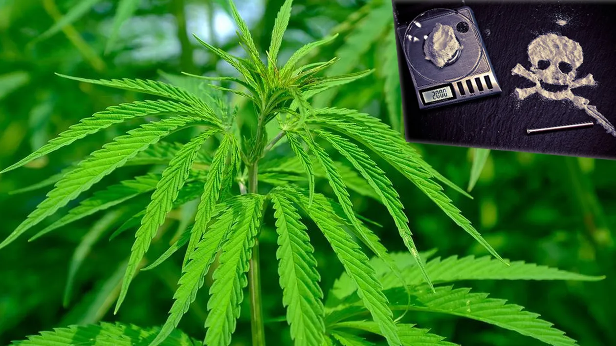 Consumul de droguri a crescut în Europa, iar cocaina capturată a atins un nivel record. Din ce zonă a României au fost confiscate peste 90 de kg de canabis