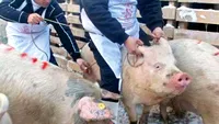 Un nou focar de pestă porcină în Vrancea. Câte animale vor fi incinerate