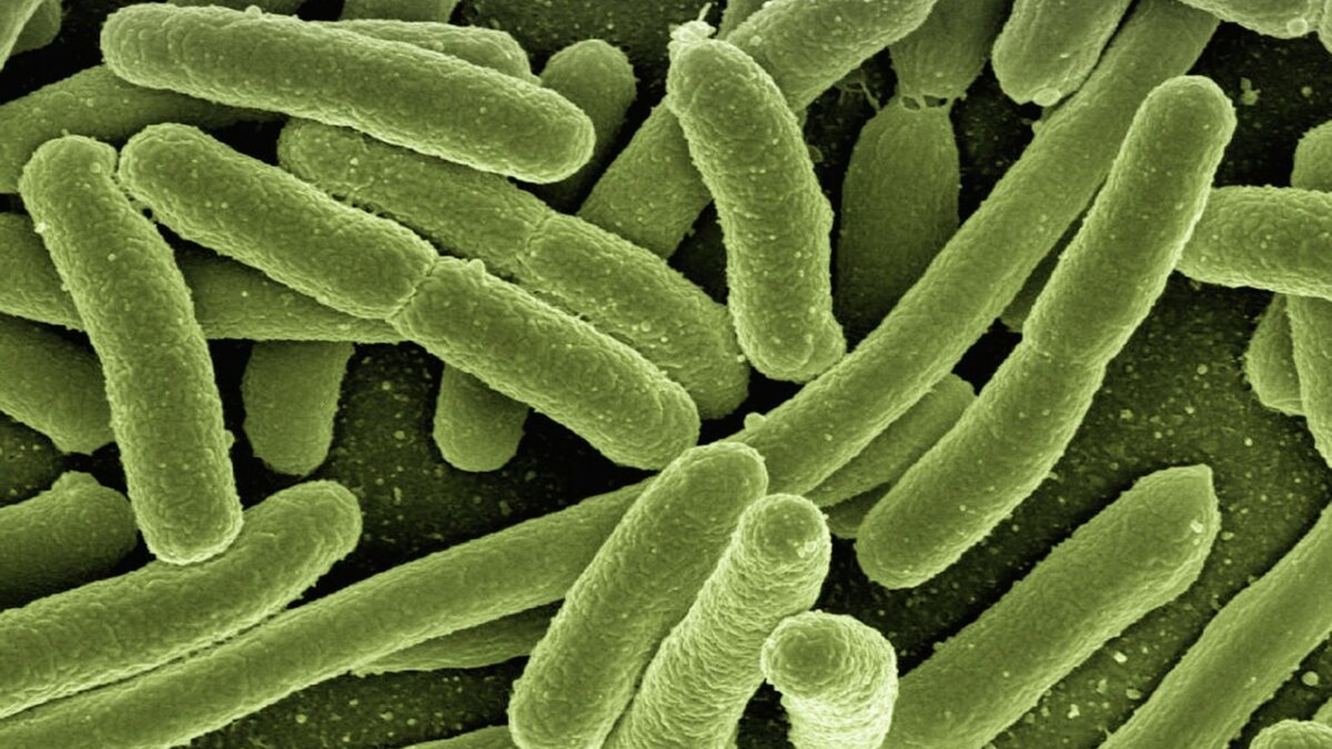 Bacterie periculoasă în Dunăre. Mai multe orașe din România, în alertă sanitară