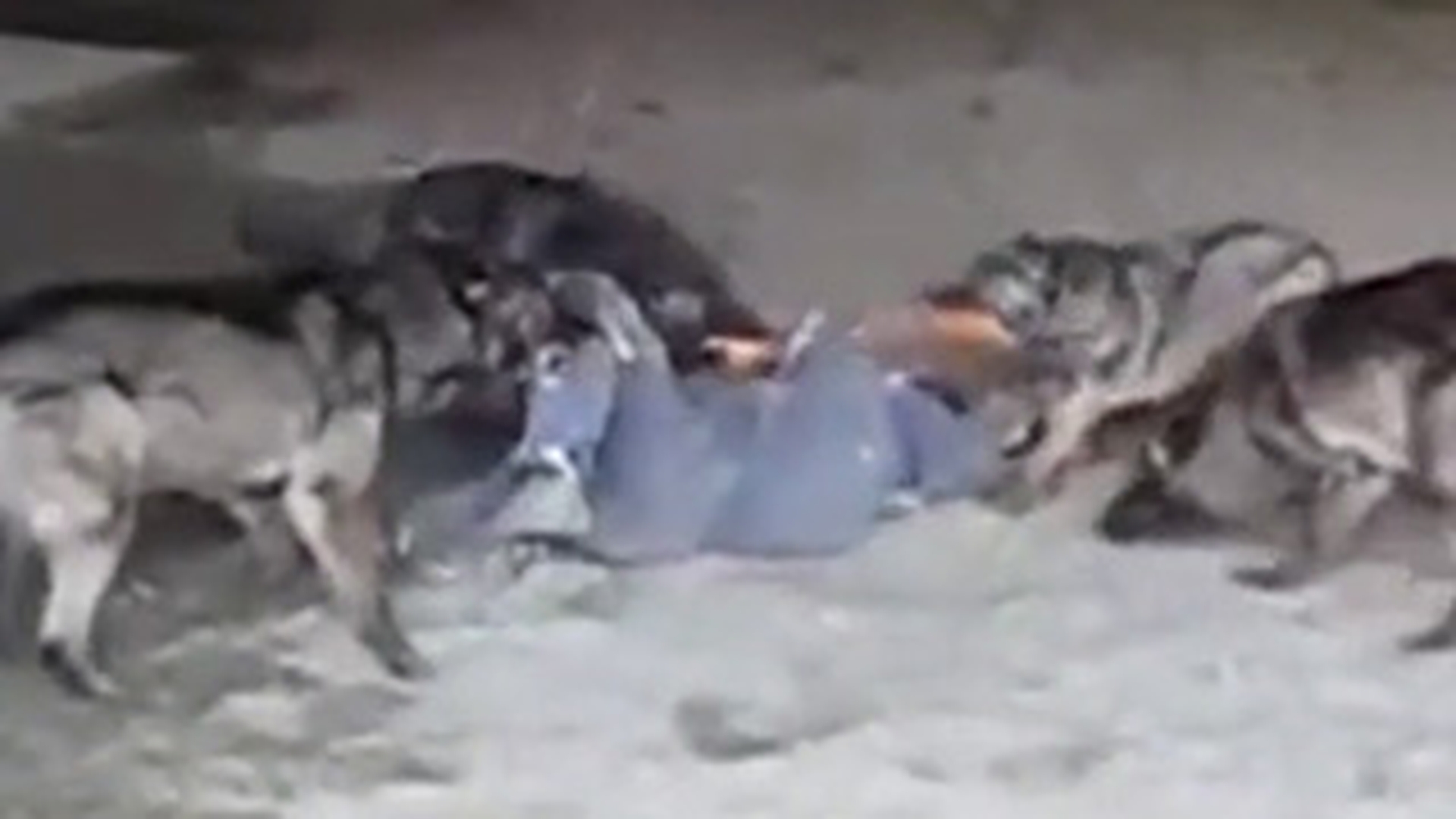 VIDEO Asta e mai dement ca Bear Grylls! Isi leaga de el bucati de carne si se arunca intr-o haita de lupi - Vezi ce pateste si cum l-au sfasiat animalele!